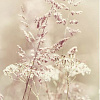 Фотообои Citydecor Цветущий луг 200x254