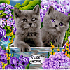 Алмазная мозаика ArtCity Британские котята DP045