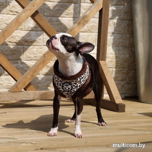 Шлейка Pinkaholic Leo Pug NAQD-AC7275-BR-M (коричневый)